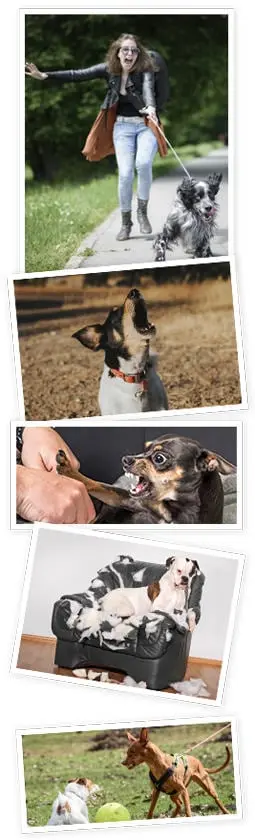 Brain Training for Dogs is an innovative online program created by professional dog trainer Adrienne Farricelli (CPDT-KA). This step-by-step system can be followed from home at your own pace and is built around gentle, reward-based techniques that nurture better behavior, sharper intelligence, and stronger obedience in your dog.  The course comes with two in-depth eBooks: one that walks you through structured training modules and another that targets common problems like barking, whining, or jumping. To make learning even easier, you’ll also get access to 21 short video tutorials that clearly demonstrate each exercise.  Training is organized like a school curriculum, starting with the basics in “Preschool” and gradually advancing to complex challenges at the “Einstein” level. With over 100 supporting articles, the program goes beyond obedience, offering deeper insights into canine psychology and behavior.  Unlike traditional methods that rely on punishment, this system builds trust and enhances your bond with your pet through fun, mentally stimulating games. Plus, with lifetime access, an active community of dog owners, and a 60-day money-back guarantee, Brain Training for Dogs provides a proven, positive, and lasting solution for creating the well-behaved, happy companion you’ve always wanted.