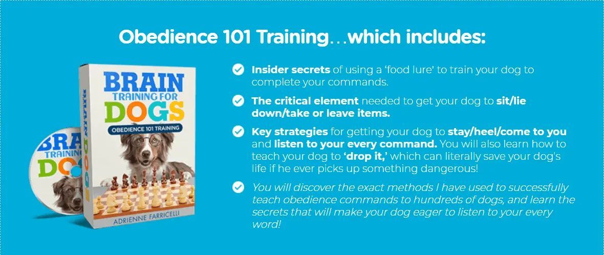 Obedience 101 Training